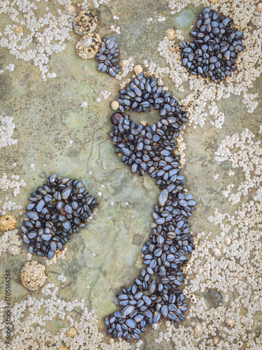 A cluster of blue mussels (Mytilus edulis) and other crustations on a rock at low tide