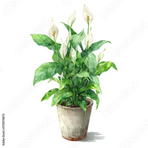 watercolor of Peace Lily, vector, isolated on a white background.
