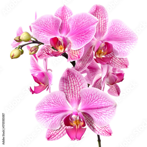 Pink Phalaenopsis Orchid Flower Bouquet Isolated on White
