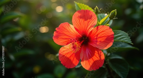 Wallpaper Mural Vibrant red hibiscus blossom with green foliage, bathed in soft, warm light Torontodigital.ca