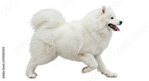 Dog Running with White Fur in Studio Shot