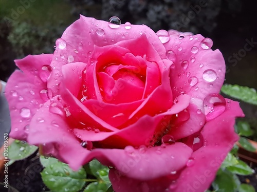 Pink rose with water drops