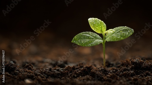 Seedling sprouting from dark soil leaves speckled with water droplets
