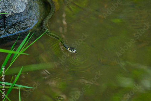 Foto grass snake swims by the lake.