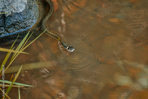 grass snake swims undisturbed in the water by a small lake.