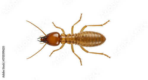 Termite Insect Close-Up on White Background Pest Control Concept
