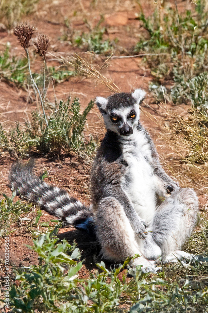 Obraz premium Maki catta - Lemur catta - de face assis le sol