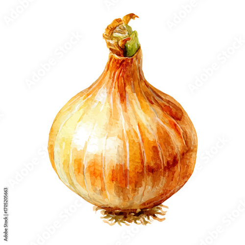 Onion, watercolor illustration vector, isolated on a white background.