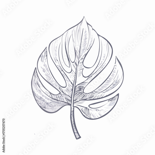Detailed hand-drawn Monstera leaf illustration, showcasing tropical botanical elegance. Perfect for nature-inspired designs and adding an organic artistic touch to creative projects