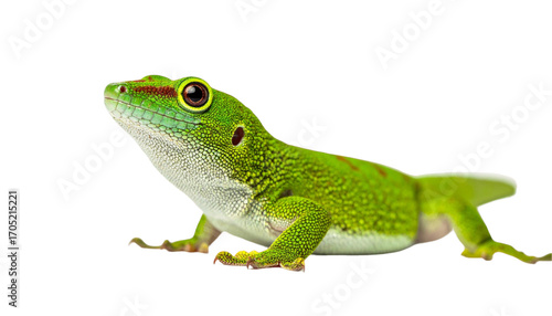 green gecko looking up, isolated on white background, transparent PNG,