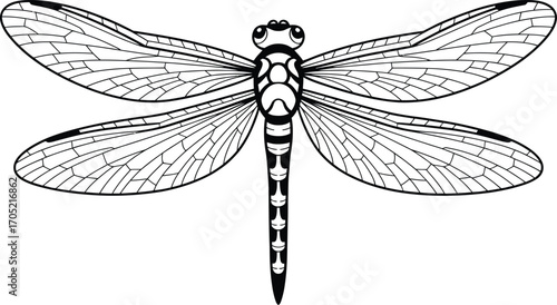 Black and white line art dragonfly illustration insect