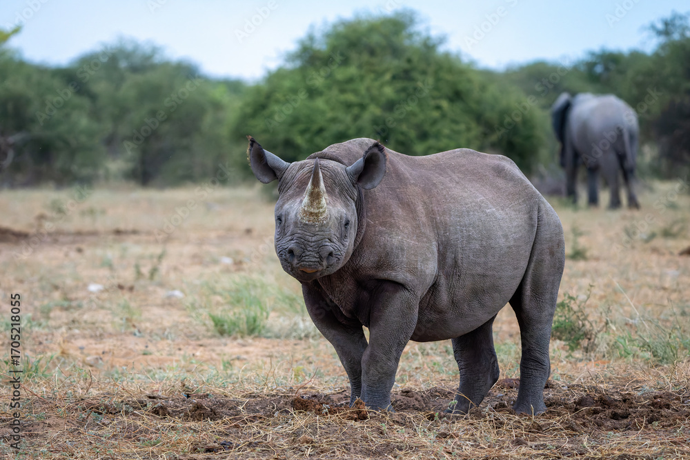 Obraz premium Black rhino, black rhinoceros or hook-lipped rhinoceros (Diceros bicornis) hanging around close to a waterhole just before dark in Etosha National Park in Namibia