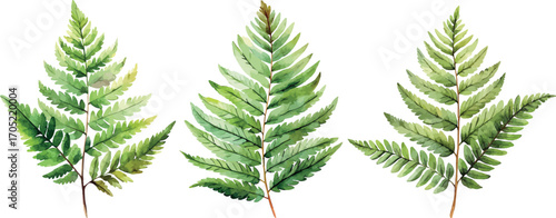 Fern Watercolor Botanical Green Plant Illustration