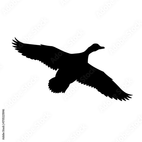 Silhouette of a flying duck bird with wings spread wide. Black vector illustration representing wild waterfowl, migration, hunting, freedom, and nature wildlife