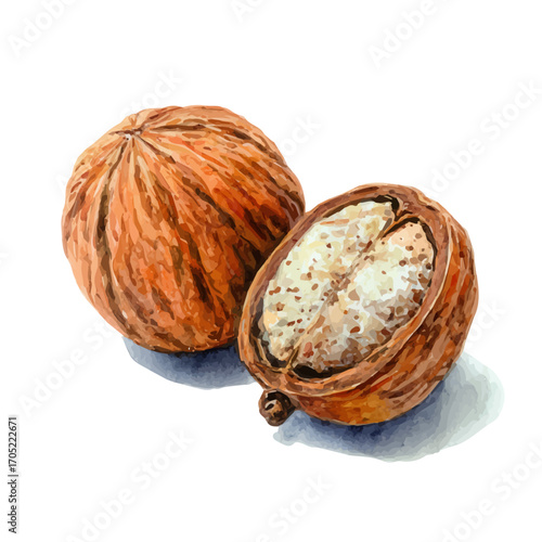 Nutmeg, watercolor painting vector, isolated on a white background.