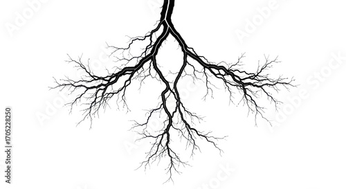 Monochrome elegance reveals delicate tree branches against a stark white backdrop forming a