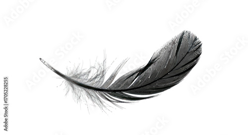 Monochromatic serenity a delicate black feather drifting in isolated ethereal space