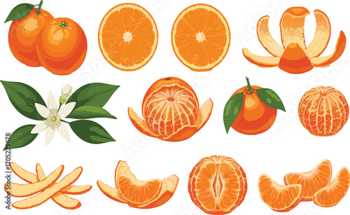 Orange and tangerine vector set, citrus fruit illustration, whole sliced peeled segment clipart, botanical food design, blossom element