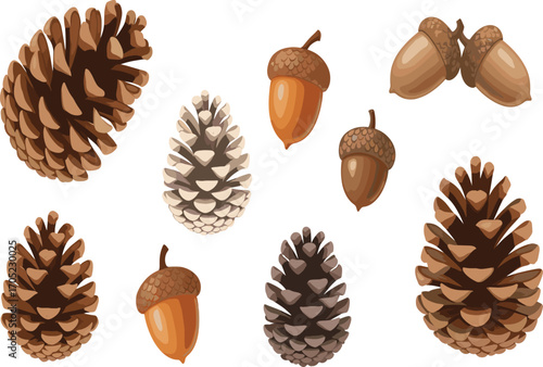 Pine cone and acorn illustration, forest elements clipart, autumn nature vector, botanical drawing, seasonal decoration, woodland design assets
