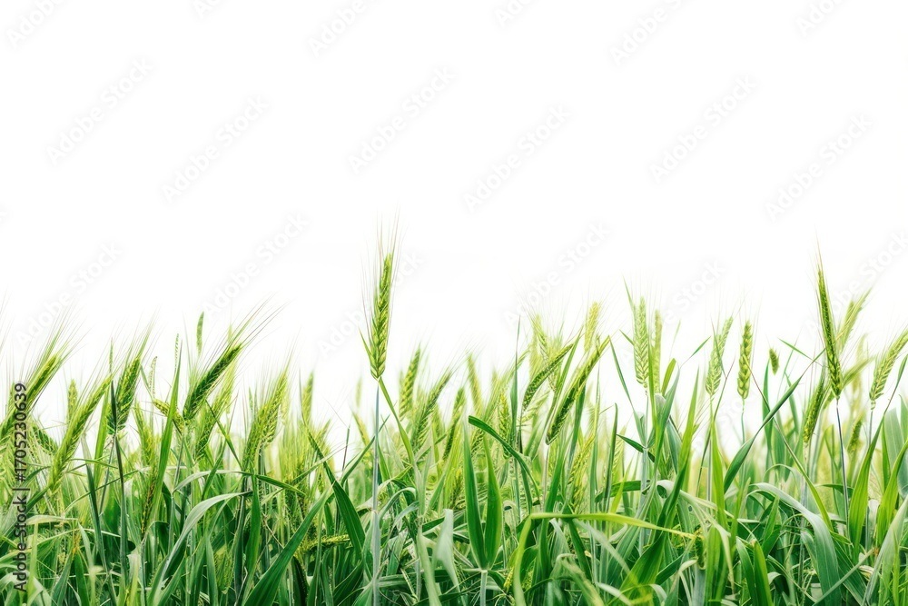 Obraz premium Field nature agriculture backgrounds.