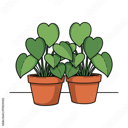 Two potted green heart shaped leaf plants with terracotta pots on a white background potted plant green leaves