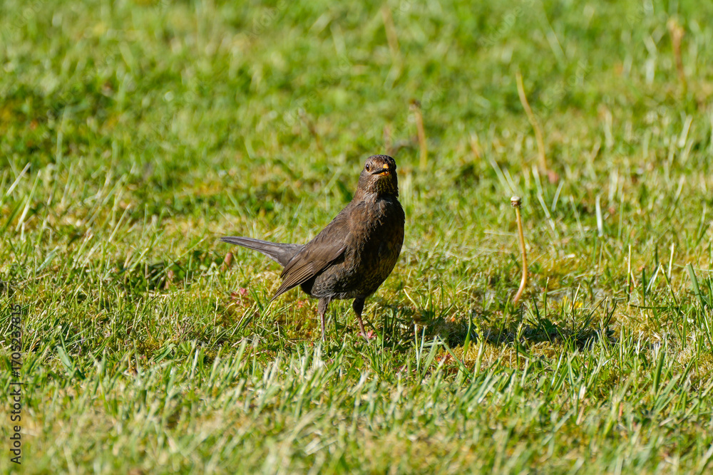 Fototapeta premium Blackbird on a green meadow. Bird in its natural habitat. 