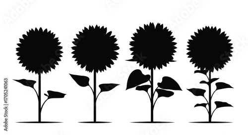 Four black sunflower silhouettes standing tall against a white background