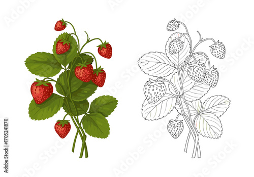 A bunch of ripe red strawberries with green leaves and a detailed line drawing illustration of a strawberry plant