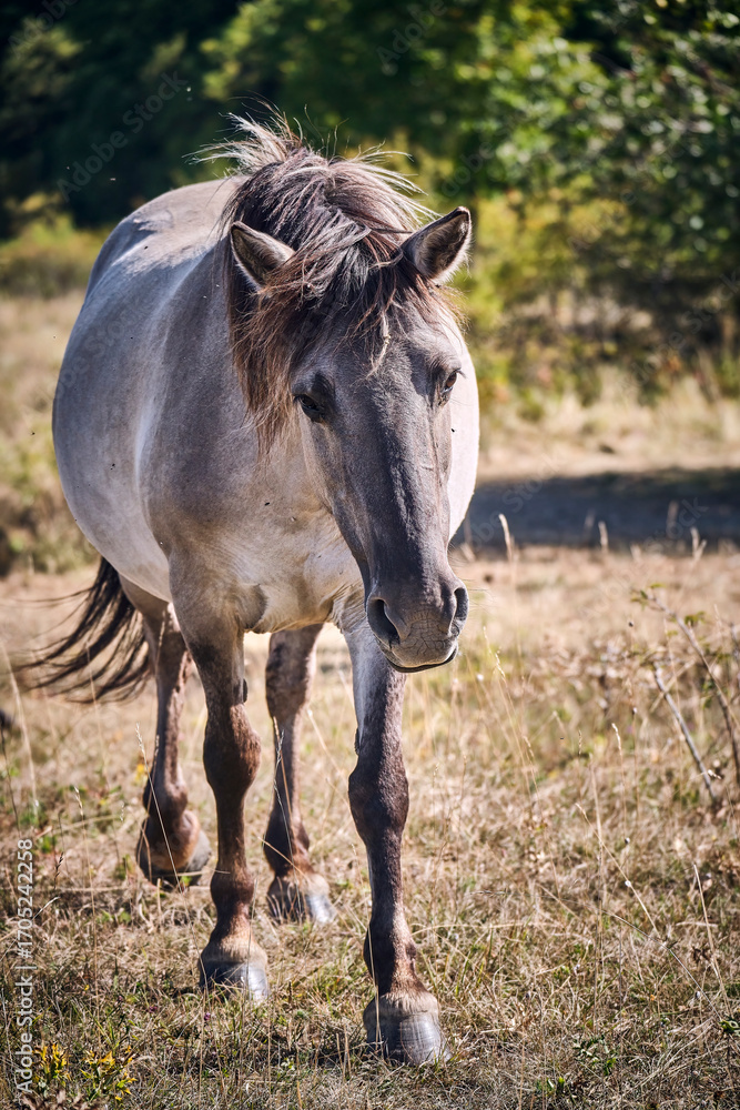 Fototapeta premium Koniks polski weiden auf der Naturerbefläche Rödel bei Freyburg.