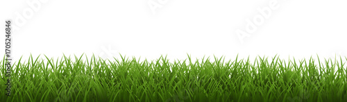 Grass Border Isolated White Background