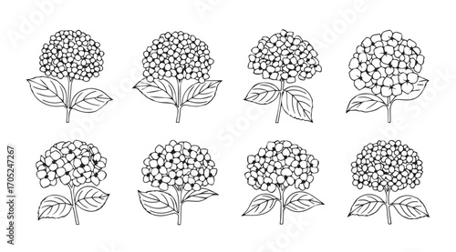 Collection of eight delicate hydrangea flower illustrations in a simple line art silhouette