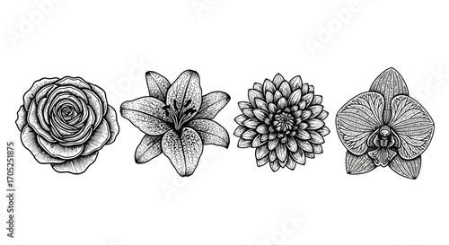 Fotografija A detailed botanical illustration of four distinct flower silhouettes