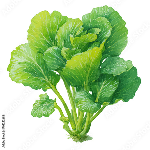 Mustard Greens, watercolor painting vector, isolated on a white background.