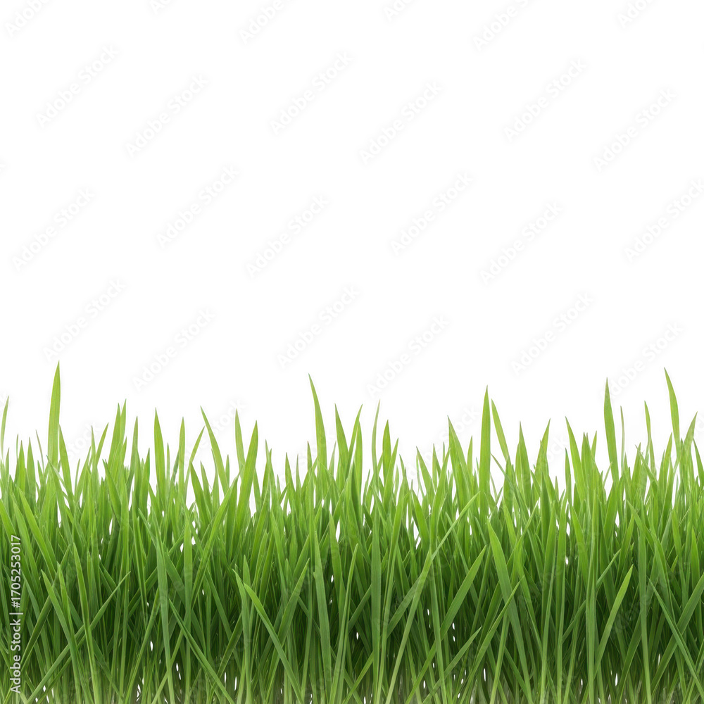 Fototapeta premium Green grass blades isolated on transparent background