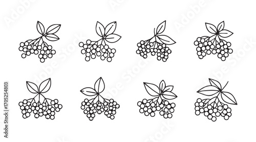 Collection of eight delicate line art grape cluster silhouettes with leaves silhouette
