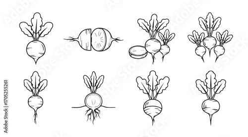 Collection of hand drawn radish illustrations in a distinctive silhouette style
