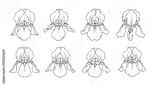Collection of eight delicate iris flower line art drawings silhouette