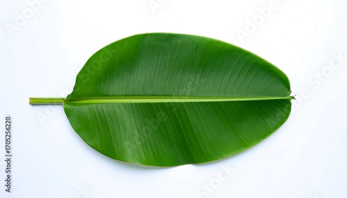 Close-up of a vibrant green banana leaf