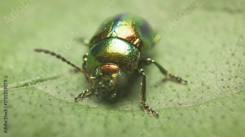  Extreme close-up of the dead-nettle leaf beetle (Chrysolina fastuosa), also known as the splendid leaf beetle. It is found throughout Europe to Central Asia.Vilnius, Lithuania – September 15, 2025.