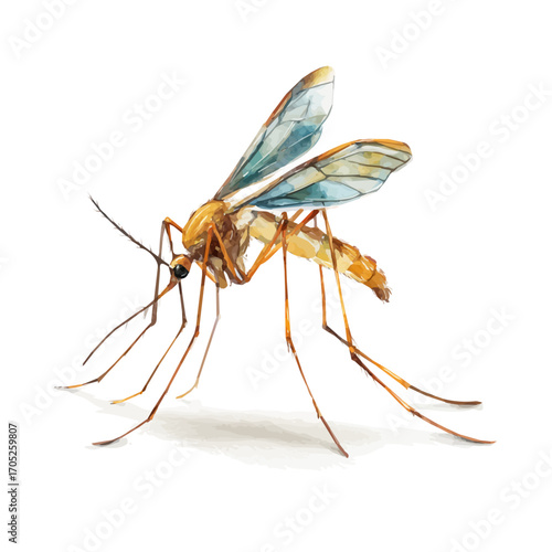 Mosquito, watercolor painting vector, isolated on a white background.