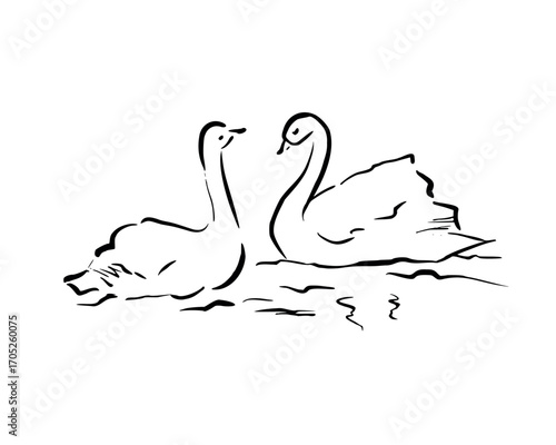 Couple swans swimming together. Vector whimsical quickly sketch line art illustration. Ideal for wedding stationery, romantic posters, literature themes, journaling, vintage decor. Love clipart