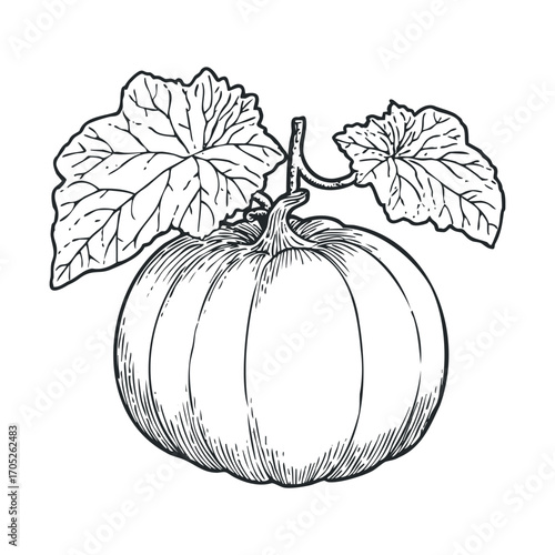 A detailed black and white drawing of a pumpkin with leaves.