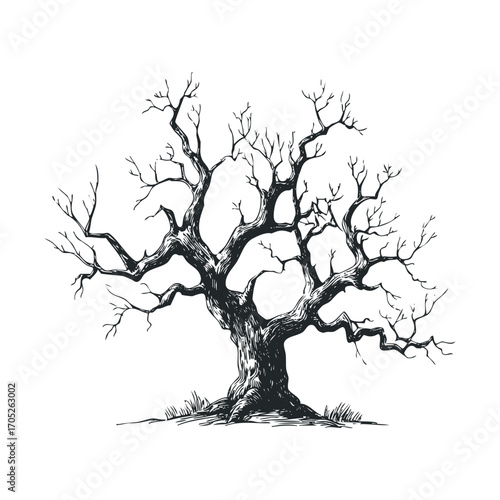 A detailed black and white drawing of a spooky, leafless tree.
