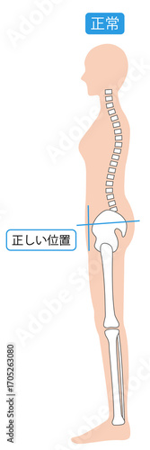 正しい姿勢の女性　背骨と骨盤
