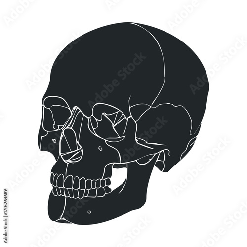 A dark skull with a partial outline on a white background.