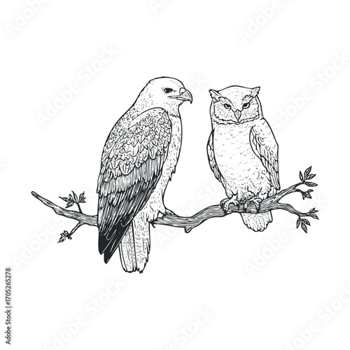 A line drawing of an eagle and an owl on a branch.