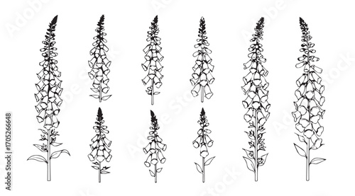 Collection of tall delphinium flower stalks in a detailed black and white silhouette