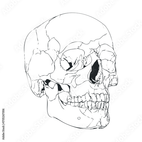 An anatomical line drawing of a human skull from a side view.