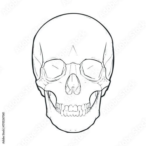 A simple anatomical line drawing of a human skull.