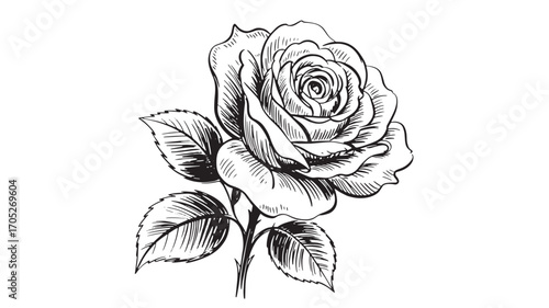 Elegant black and white line art drawing of a single rose